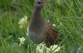 Corncrake Vatersay