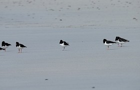 Oystercatchers