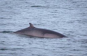 minke whale