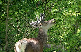 a close encounter with a stag on Rum