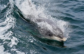 Guest Bob Brewer bottlenose dolphin