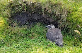 Bosun Craig great skua chick