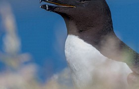 Jane and Alan Dixon Razorbill