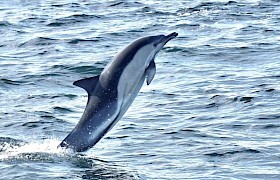 Lynsey Bland dolphin