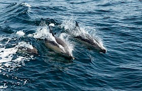 Nigel Spencer Dolphin