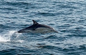 Nigel Spencer dolphin