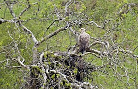 Christine Macaulay white-tailed eagle