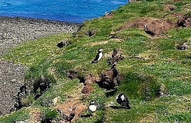 Skipper Chris puffins