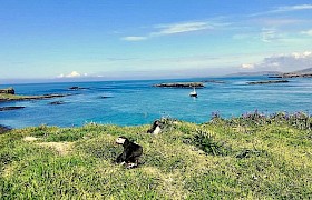 skipper Chris puffins