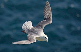 Guest Bob Brewer fulmar