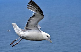 Lynsey Bland Fulmar