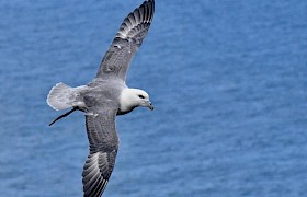 Lynsey Bland fulmar