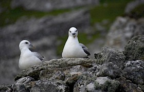 Linsey Bland fulmar