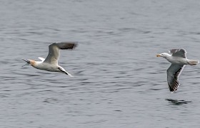 Jane and Alan Dixon gannet