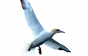 Lynsey Bland gannet