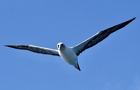 Lynsey Bland gannet