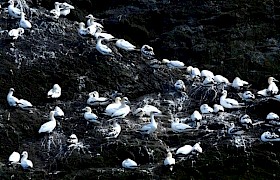 Lynsey Bland gannets