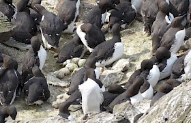 Christine Macaulay guillemots