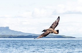 David Hiley Skua