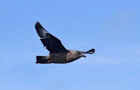 Lynsey Bland Great Skua