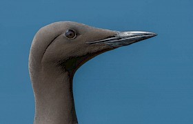 Jane and Alan Dixon Guillemot