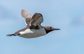 Jane and Alan Dixon Guillemot