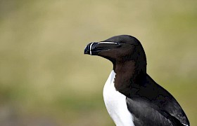 Lynsey Bland razorbill