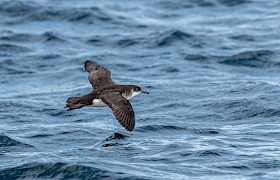 Jane and Alan Dixon manx shearwater