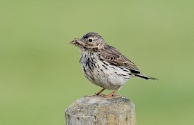 Jane and Alan Dixon meadow pipit