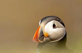 Nigel Spencer puffin