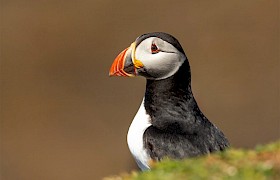 Nigel Spencer puffin