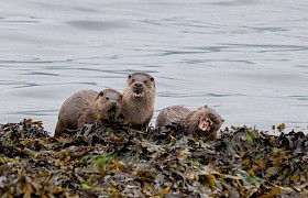 Guest Bob Brewer otters