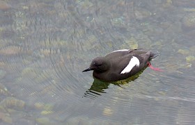 Peter Skelton black guillemot