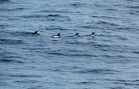 Peter Skelton passage razorbills Barra