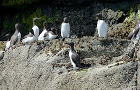 Peter Skelton Guillemots