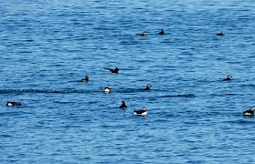 Peter Skelton puffins