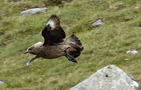 Peter Skelton Great Skua