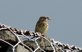 Peter Skelton rock pipit