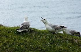 Peter Skelton fulmar