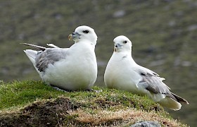 Peter Skelton fulmars