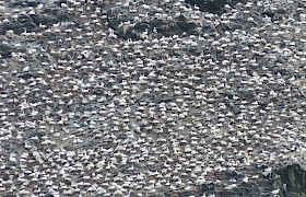 Peter Skelton Stac Lee gannets