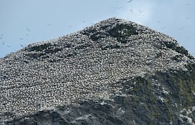 Peter Skelton stac lee gannets