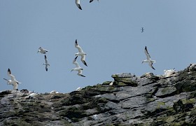 Peter Skelton stac lee gannets