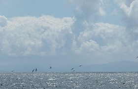 Peter Skelton manx shearwaters