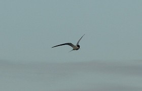 arctic tern