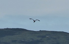 Peter Skelton white-tailed eagle with catch