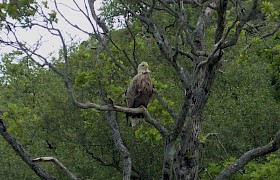 Peter Skelton white tailed eagle