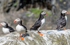 Jane and Alan Dixon puffin