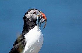 Guest Bob Brewer puffin