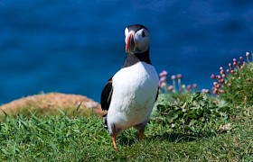 Guest Derek Prescott puffin